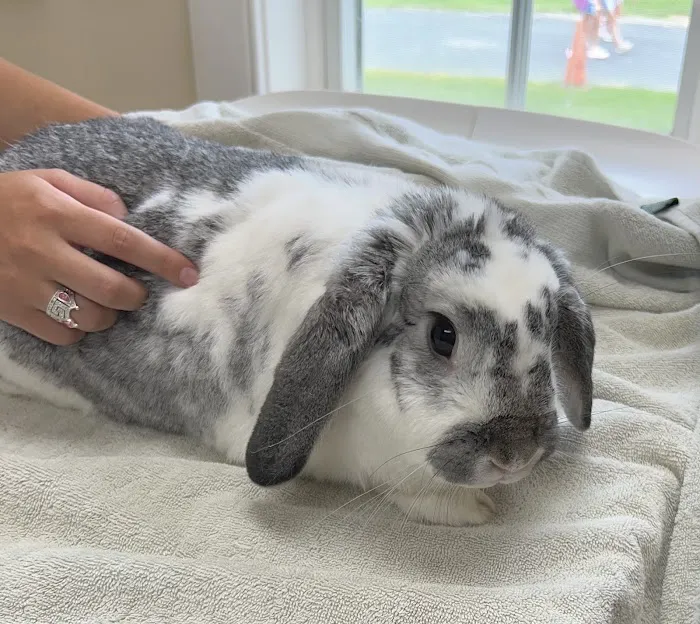Mt. Carmel Animal Hospital 12
