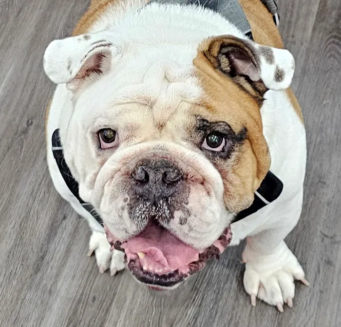 Mt. Carmel Animal Hospital 12