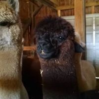 Windsor Veterinary Service Inc. ico