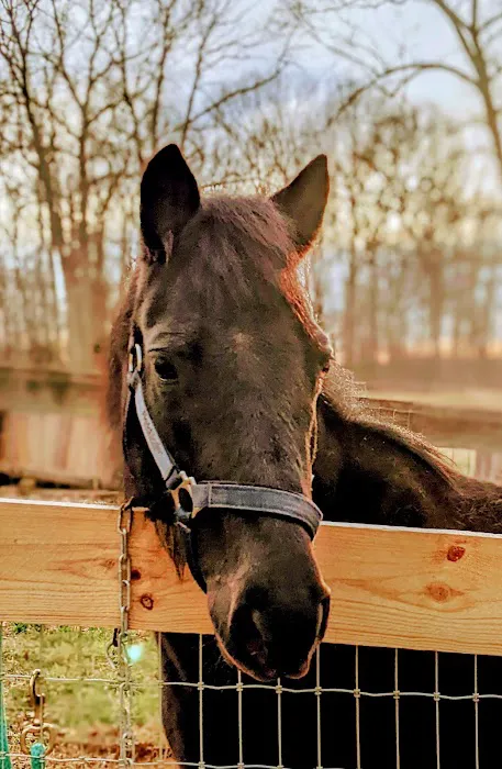 Manor Equine Hospital 12