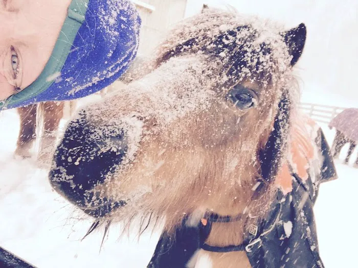 Manor Equine Hospital 12