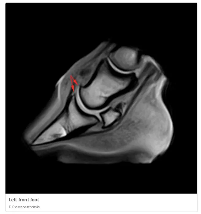 Equine MRI of MD, LLC 12