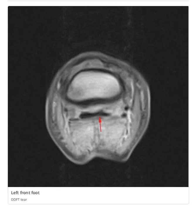 Equine MRI of MD, LLC 12