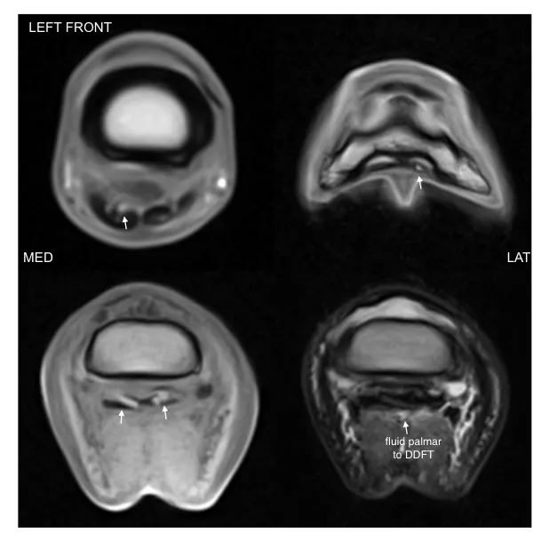 Equine MRI of MD, LLC 12