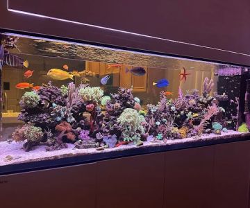 Deep Sea Creations