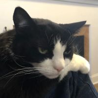 Harford Mobile Veterinary Services & K9 Spine ico