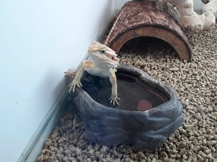Exotic Life Fish & Reptiles 12
