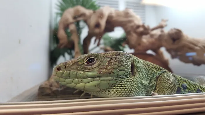Exotic Life Fish & Reptiles 12