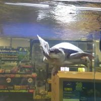 Exotic Life Fish & Reptiles ico