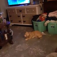 Shawsville Veterinary Hospital ico