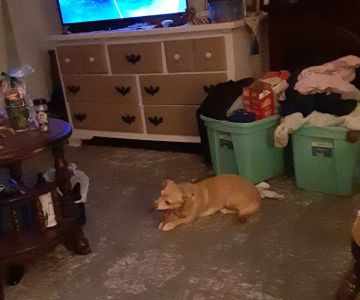 Shawsville Veterinary Hospital