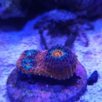 The Coral Enclave ico