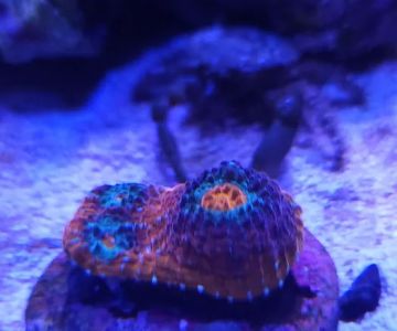 The Coral Enclave