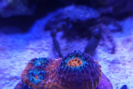 The Coral Enclave