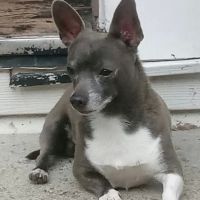 Prettyboy Veterinary Hospital ico