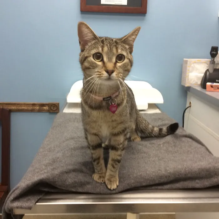 Companion Animal Care Center 7