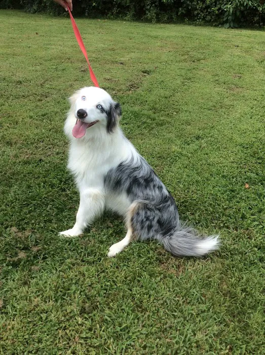 Companion Animal Care Center 2