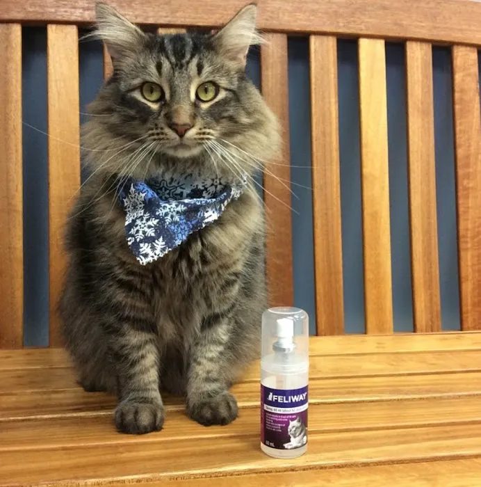 Companion Animal Care Center 9