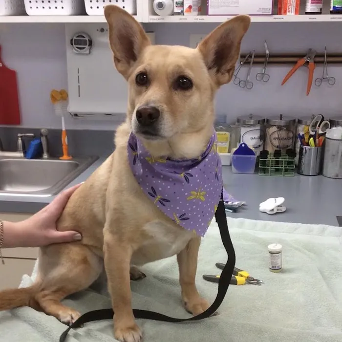 Companion Animal Care Center 4
