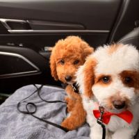 Companion Animal Care Center ico
