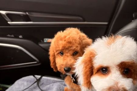 Companion Animal Care Center