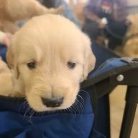 Jacksonville Veterinary Hospital ico
