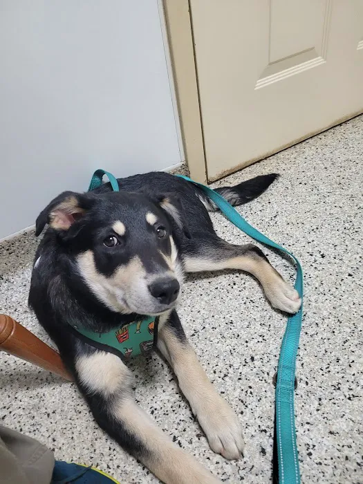 Jacksonville Veterinary Hospital 7