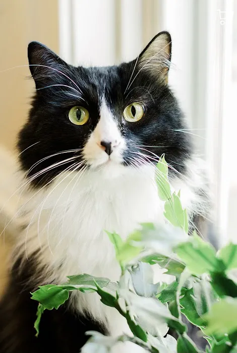 Jacksonville Veterinary Hospital 8