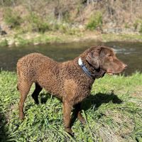 Family Pet Hospital ico