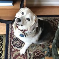 Banfield Pet Hospital ico