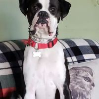 Honeygo Animal Hospital Inc ico