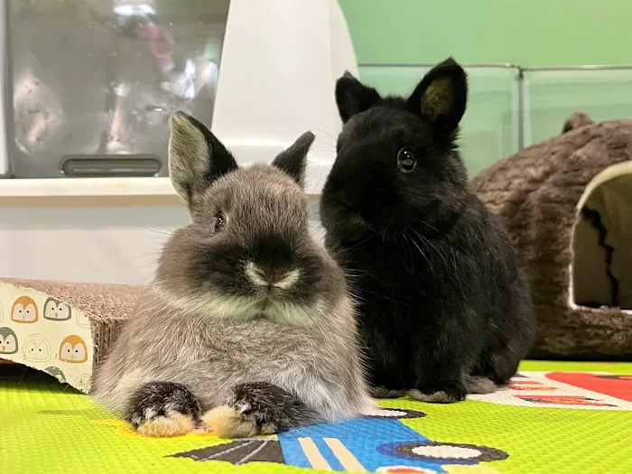 Warm & Fuzzy Veterinary Center 12