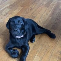Yellow Springs Veterinary Clinic ico