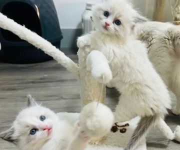 Desert Dolls Ragdolls