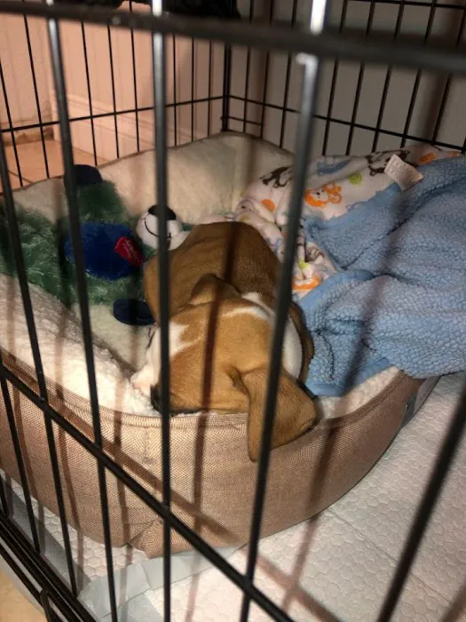 Petco 12