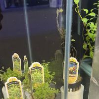 Tropical Waters ico
