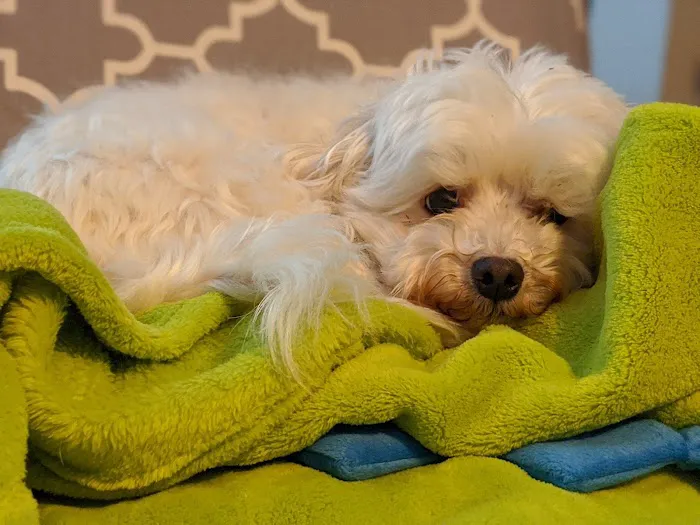 Antrim Veterinary Hospital, LLC 12