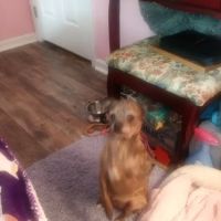 Antrim Veterinary Hospital, LLC ico