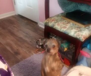 Antrim Veterinary Hospital, LLC