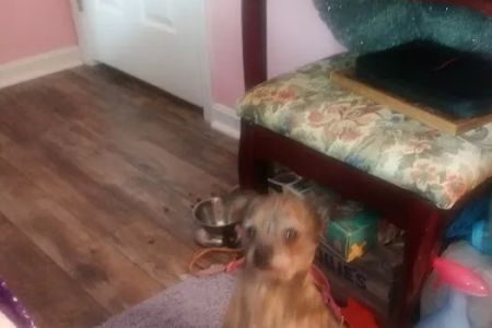 Antrim Veterinary Hospital, LLC
