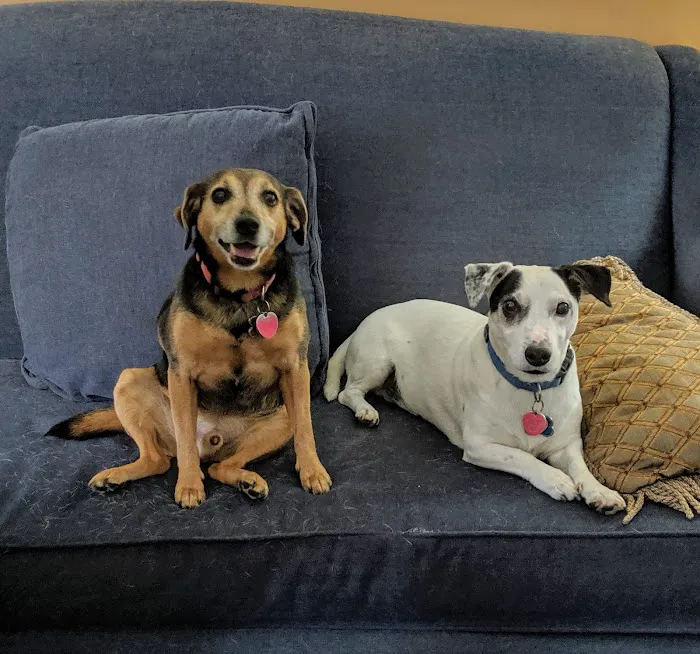 Keysville Mobile Veterinary Services LLC 12