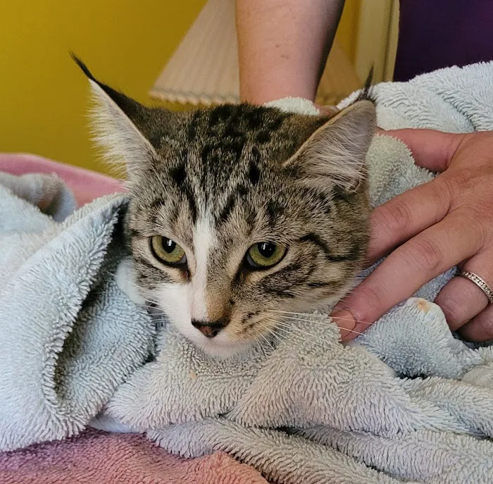 Keysville Mobile Veterinary Services LLC 12