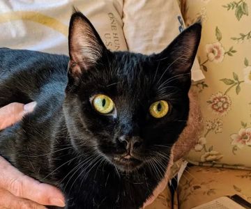 Keysville Mobile Veterinary Services LLC