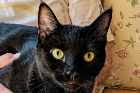 Keysville Mobile Veterinary Services LLC