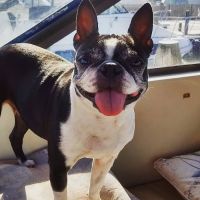 Bay Area Veterinary Hospital ico