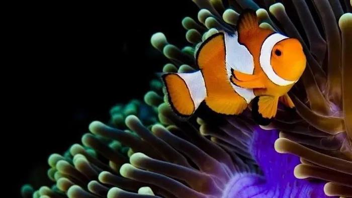 The Aquarium Connection 12