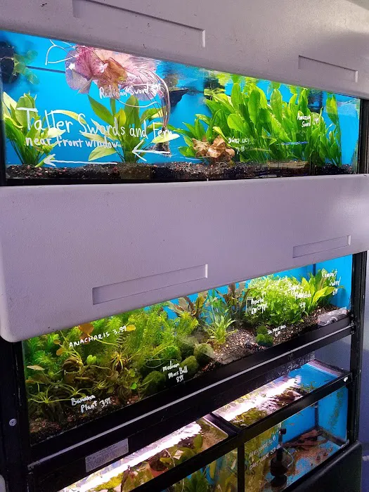 The Aquarium Connection 12
