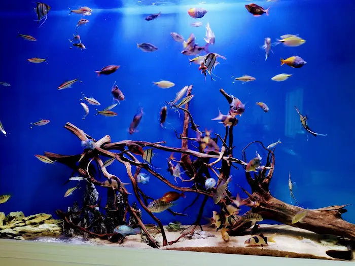 The Aquarium Connection 12