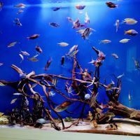 The Aquarium Connection ico