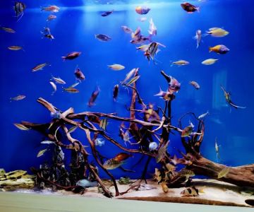 The Aquarium Connection